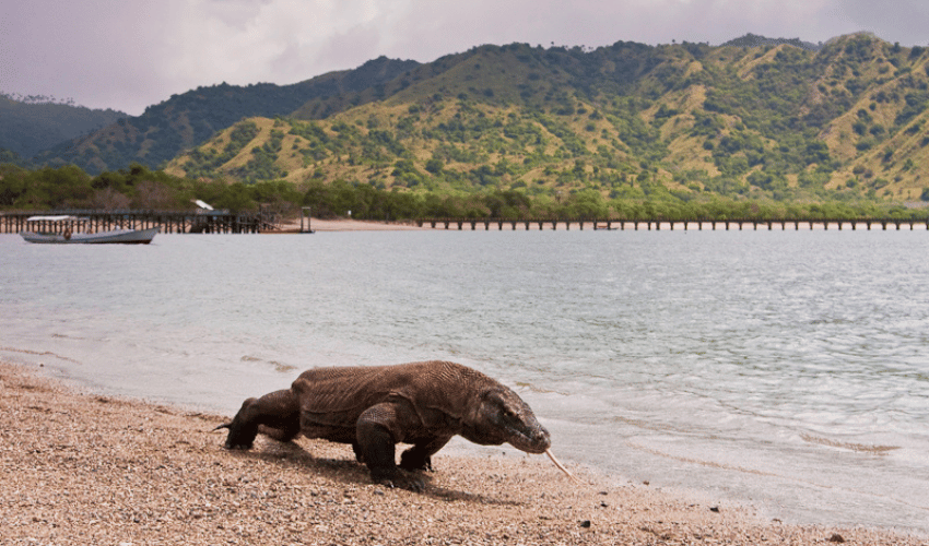 Komodo National Park